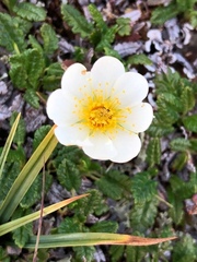 Reinrose (Dryas octopetala)