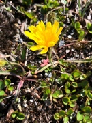 Føllblom (Scorzoneroides autumnalis)