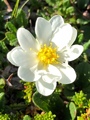 Reinrose (Dryas octopetala)