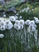 Snømyrull (Eriophorum scheuchzeri)