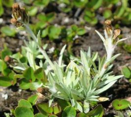 Dverggråurt (Omalotheca supina)
