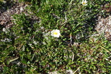 Reinrose (Dryas octopetala)