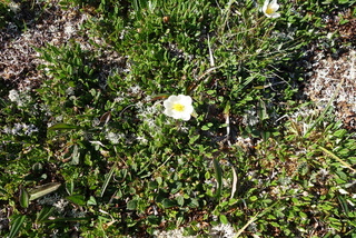 Reinrose (Dryas octopetala)