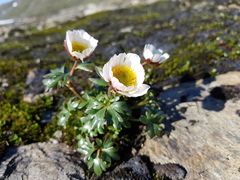 Issoleie (Ranunculus glacialis)