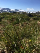 Alpine Bistort (Bistorta vivipara)