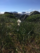 Duskmyrull (Eriophorum angustifolium)