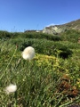 Myrull (Eriophorum sp.)