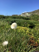 Myrull (Eriophorum sp.)