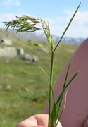 Fjellbunke (Deschampsia alpina)