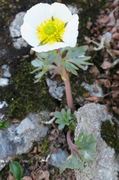 Issoleie (Ranunculus glacialis)