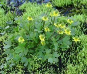 Dvergsoleie (Ranunculus pygmaeus)