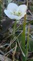 Jåblom (Parnassia palustris)