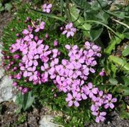 Fjellsmelle (Silene acaulis)