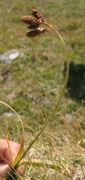 Svartstarr (Carex atrata)