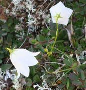 Blåklokke (Campanula rotundifolia)