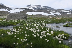 Snømyrull (Eriophorum scheuchzeri)