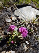 Fjelltjæreblom (Viscaria alpina)