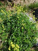 Alpine Lady's-mantle (Alchemilla alpina)