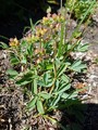 Trefingerurt (Sibbaldia procumbens)