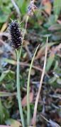 Blankstarr (Carex saxatilis)
