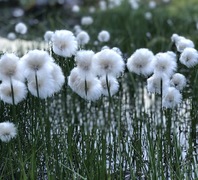 Myrull (Eriophorum sp.)