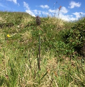 Fjelltimotei (Phleum alpinum)