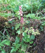 Perlevintergrønn (Pyrola minor)