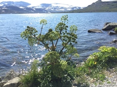 Fjellkvann (Angelica archangelica subsp. archangelica)