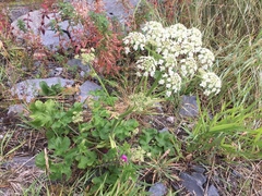 Kystbjørnekjeks (Heracleum sphondylium subsp. sphondylium)