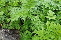 Bjørnekjeksslekta (Heracleum)