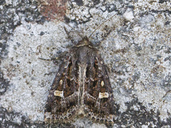 Haworth's Minor (Celaena haworthii)