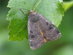 Lesser Yellow Underwing (Noctua comes)