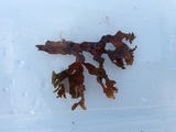 Blæretang (Fucus vesiculosus)