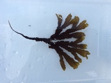 Sagtang (Fucus serratus)