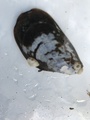 Blåskjell (Mytilus edulis)