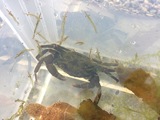 Strandkrabbe (Carcinus maenas)