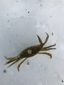 Strandkrabbe (Carcinus maenas)