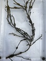 Grisetang (Ascophyllum nodosum)
