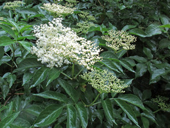 Svarthyll (Sambucus nigra)