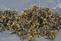 Kaurtang (Fucus spiralis)