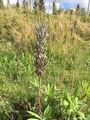 Hagelupin (Lupinus polyphyllus)