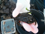 Strandkrabbe (Carcinus maenas)