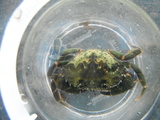 Strandkrabbe (Carcinus maenas)