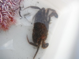 Svømmekrabber (Portunidae)