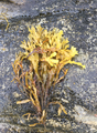 Blæretang (Fucus vesiculosus)