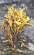 Blæretang (Fucus vesiculosus)