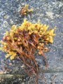 Blæretang (Fucus vesiculosus)