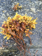 Blæretang (Fucus vesiculosus)