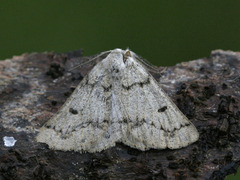 Grey Scalloped Bar (Dyscia fagaria)