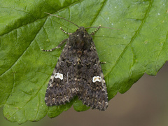 Svart hagefly (Melanchra persicariae)